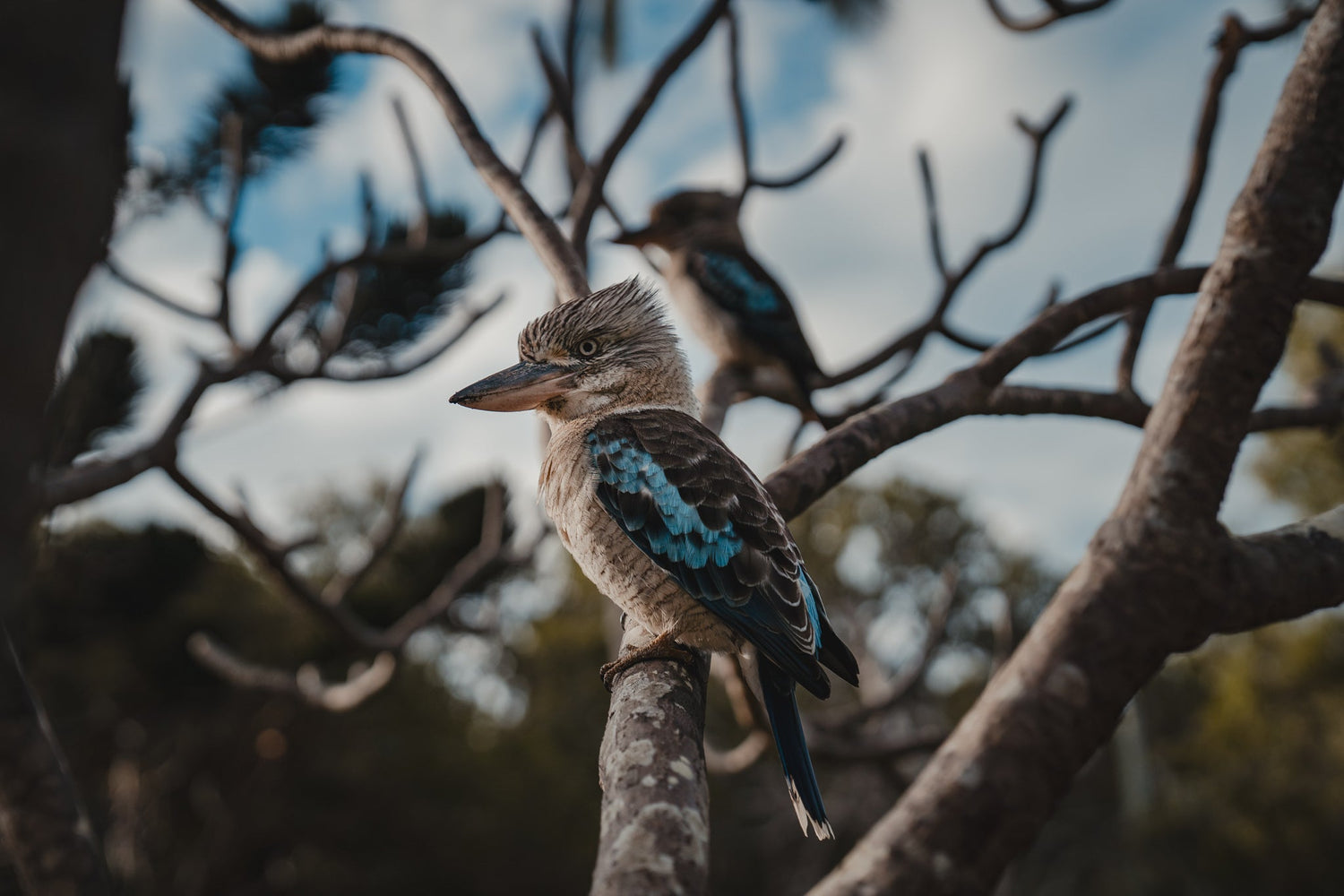 Committed to Conservation - Dog & Gun Coffee